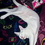 Sonic participe au concours pour gagner de l'argent avec cette photo : cat, white_cat, sleeping, blanket, colorful_blanket, pillow, anime_pillow, indoor, pet, relaxed, cozy, feline, animal, resting, cute, soft, cute_cat, pink_nose, claws, whiskers