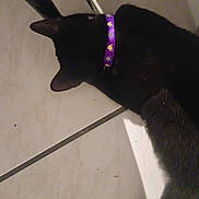 Ash participe au concours pour gagner de l'argent avec cette photo : cat, black_cat, collar, purple_collar, skull_pattern, floor, tile_floor, indoor, pet, animal, head, ears, curious, sniffing, chair_leg, domestic_cat, feline, close_up, top_view, quiet