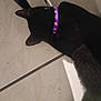 animal, black_cat, cat, chair_leg, close_up, collar, curious, domestic_cat, ears, feline, floor, head, indoor, pet, purple_collar, quiet, skull_pattern, sniffing, tile_floor, top_view