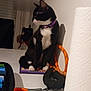 Ash a rejoint le concours — aidez-le/la à gagner de superbes lots ! cat, black_and_white_cat, purple_collar, scissors, paper_towel, markers, table, indoor, stationery, pet, curious, sitting, household, desk, stationery_case, colorful, feline, domestic_animal, relaxed, side_view