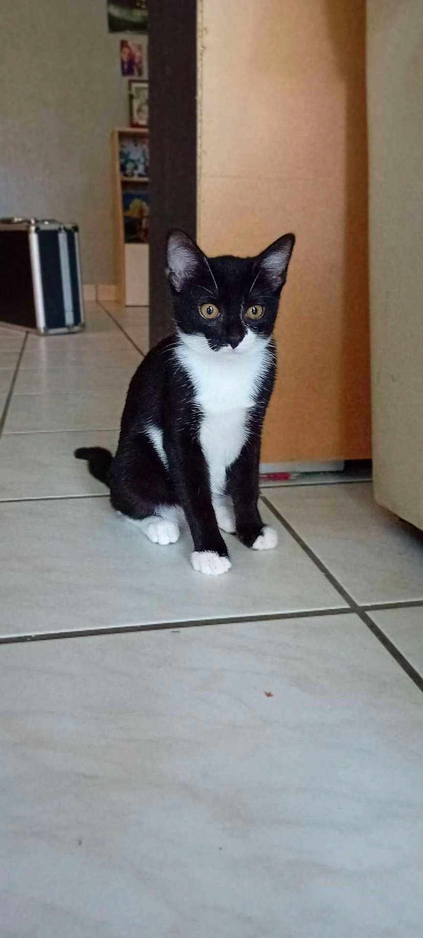 Ash participe au concours pour gagner de l'argent avec cette photo : cat, black_and_white, indoor, tiled_floor, pet, animal, curious, sitting, feline, domestic, house, floor, ears, whiskers, eyes, tail, background, furniture, home, alert