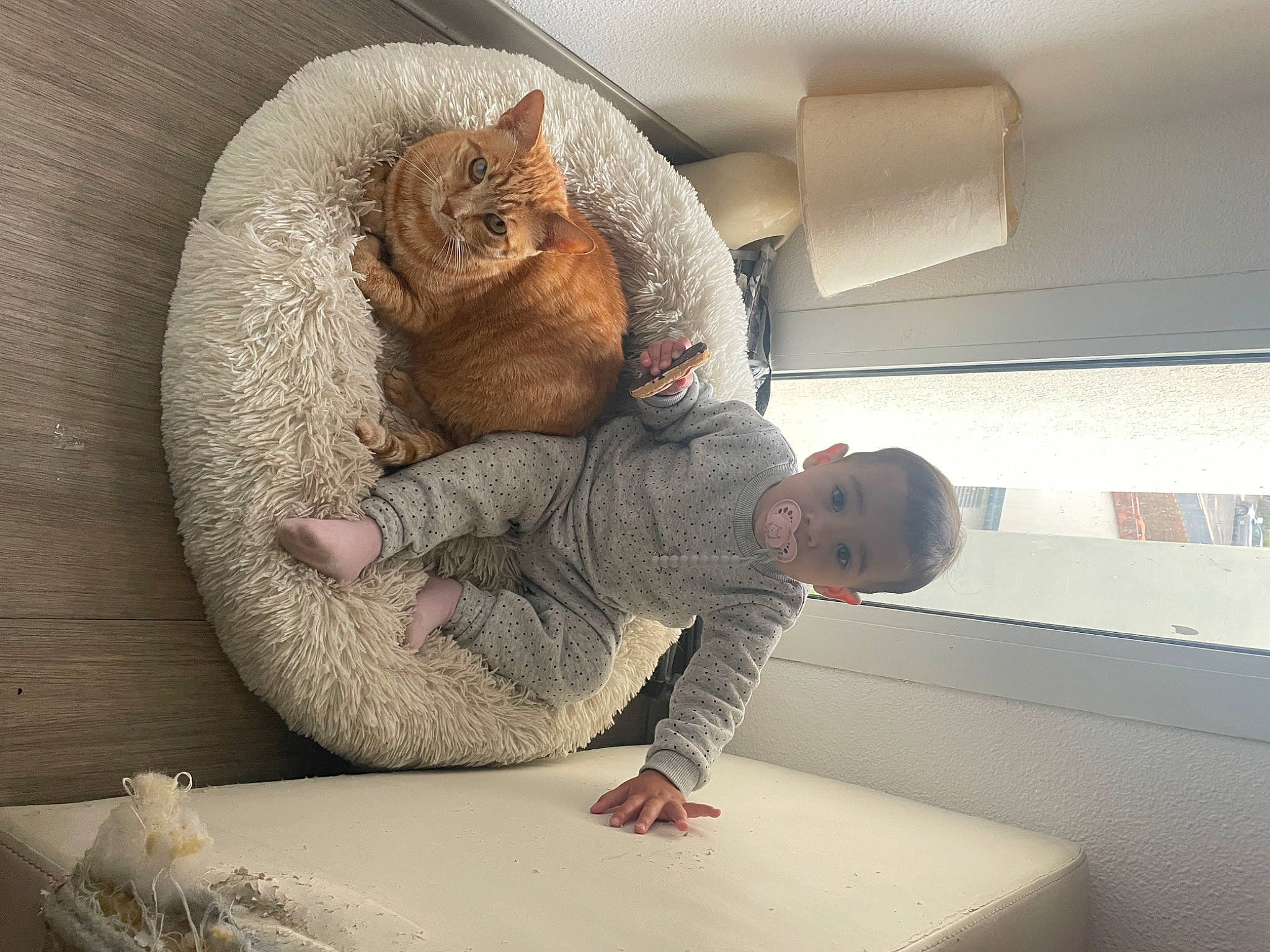 Giulya a rejoint le concours — aidez-le/la à gagner de superbes lots ! baby, carnivore, cat, comfort, couch, domestic_short_haired_cat, fawn, felidae, flooring, fur, linens, nap, person, room, sitting, small_to_medium_sized_cats, table, tail, toddler, whiskers