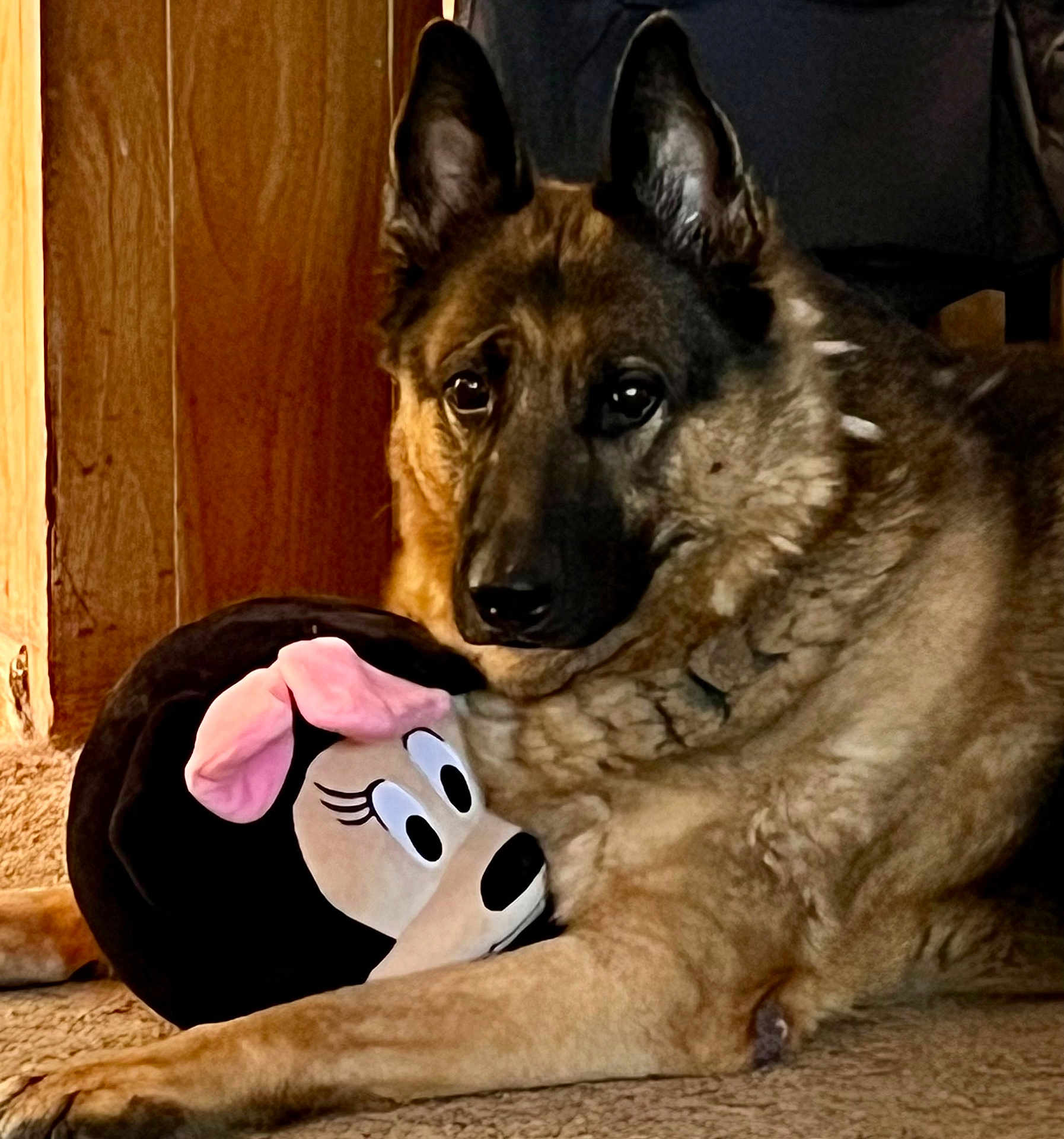 Zeek is registered to the contest to win money with this photo: animal, carpet, companion, cute, dog, domestic, ears, fur, german_shepherd, indoor, minnie_mouse, pet, pink_bow, plush_toy, relaxed, resting, snout, stuffed_animal, toy, wooden_wall