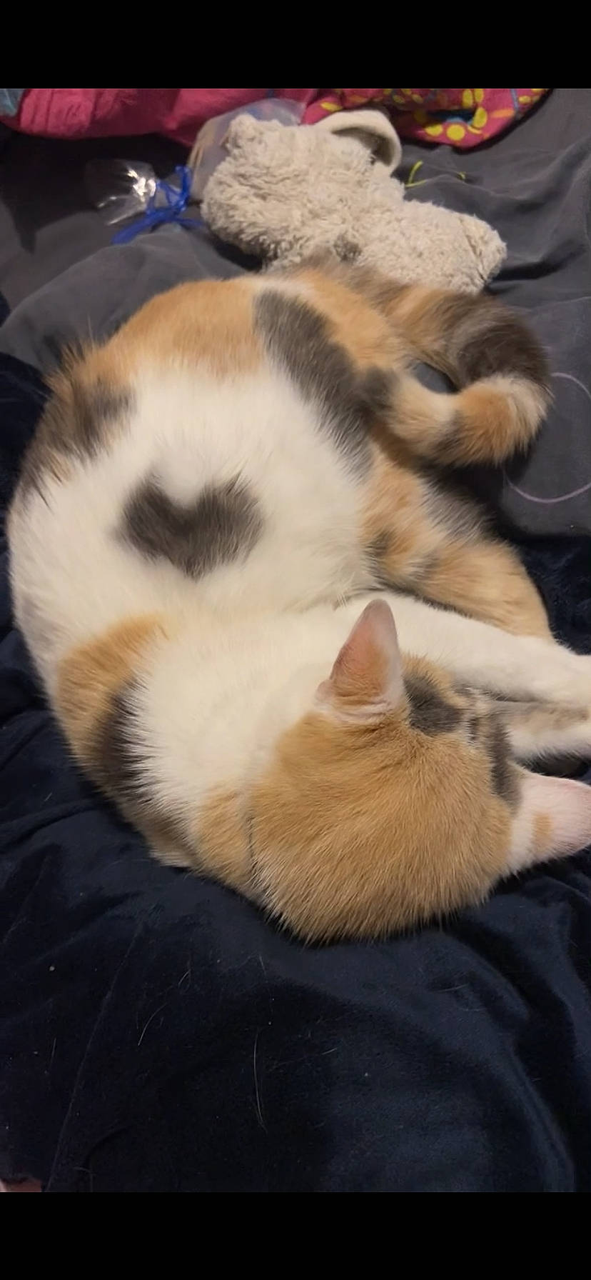 Pistache a rejoint le concours — aidez-le/la à gagner de superbes lots ! carnivore, cat, claw, cloud, comfort, domestic_short_haired_cat, fawn, felidae, fur, nap, paw, sleep, small_to_medium_sized_cats, snout, tail, whiskers, wildlife, wood