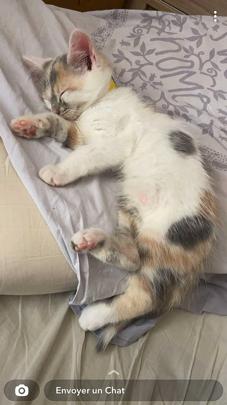 Pistache a rejoint le concours — aidez-le/la à gagner de superbes lots ! carnivore, cat, claw, comfort, domestic_short_haired_cat, felidae, fur, mammal, nap, paw, sitting, small_to_medium_sized_cats, tail, whiskers