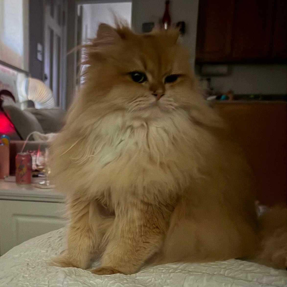 Brow is registered to the contest to win money with this photo: animal, bedroom, blanket, cat, couch, cozy, domestic, feline, fluffy, fur, home, household, indoor, orange_cat, pet, quiet, relaxed, sitting, sofa, window