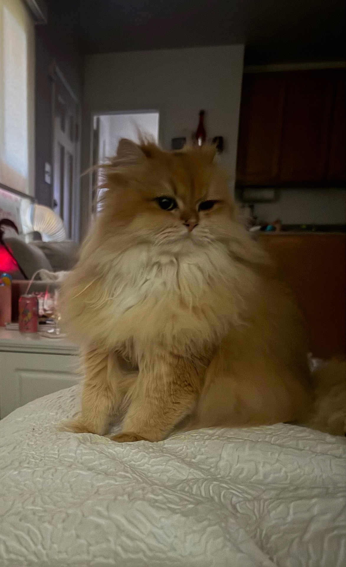 Brow is registered to the contest to win money with this photo: animal, bedroom, blanket, cat, couch, cozy, domestic, feline, fluffy, fur, home, household, indoor, orange_cat, pet, quiet, relaxed, sitting, sofa, window