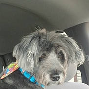 Raven joined the competition — help win amazing prizes! dog, gray_dog, bandana, collar, car_interior, car_seat, pet, animal, looking_back, curious, shy, fluffy, fur, window, seat_back, straw, cup, close_up, indoor, transportation