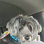 dog, gray_dog, bandana, collar, car_interior, car_seat, pet, animal, looking_back, curious, shy, fluffy, fur, window, seat_back, straw, cup, close_up, indoor, transportation