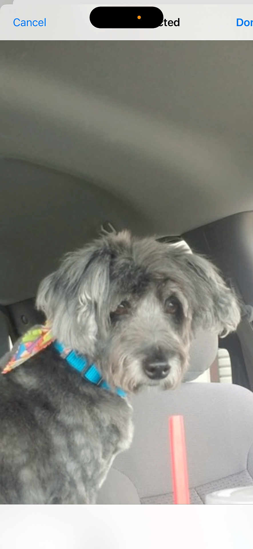 Raven joined the competition — help win amazing prizes! dog, gray_dog, bandana, collar, car_interior, car_seat, pet, animal, looking_back, curious, shy, fluffy, fur, window, seat_back, straw, cup, close_up, indoor, transportation