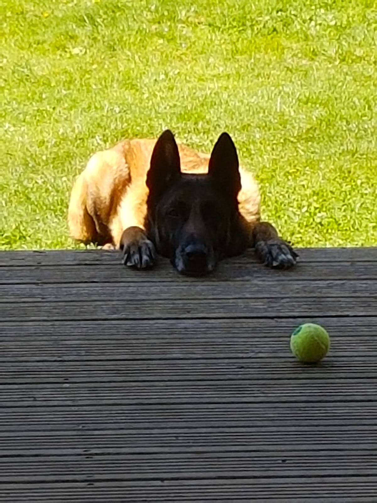 Dios Le Malinois a rejoint le concours — aidez-le/la à gagner de superbes lots ! ball, canidae, carnivore, companion_dog, dog, dog_breed, dog_supply, fawn, flooring, grass, herding_dog, plant, snout, sporting_group, sports_equipment, tail, tennis_ball, tennis_equipment, wood, working_animal