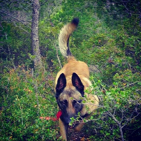 Dios Le Malinois participe au concours pour gagner de l'argent avec cette photo : carnivore, dog, dog_breed, fawn, forest, german_shepherd_dog, grass, jungle, natural_environment, natural_landscape, organism, plant, snout, terrestrial_animal, tree, vegetation, wilderness, wildlife, wood, working_animal