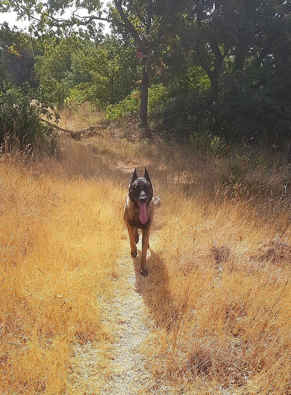 Dios Le Malinois participe au concours pour gagner de l'argent avec cette photo : carnivore, dirt_road, dog, dog_breed, fawn, grass, grassland, landscape, natural_landscape, plant, recreation, road, soil, sporting_group, tail, trail, tree, walking, wildlife, working_animal