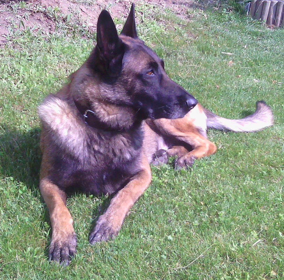 Dios Le Malinois a rejoint le concours — aidez-le/la à gagner de superbes lots ! canidae, carnivore, chair, companion_dog, dog, dog_breed, east_european_shepherd, german_shepherd_dog, grass, herding_dog, king_shepherd, old_german_shepherd_dog, snout, sporting_group, working_animal, working_dog