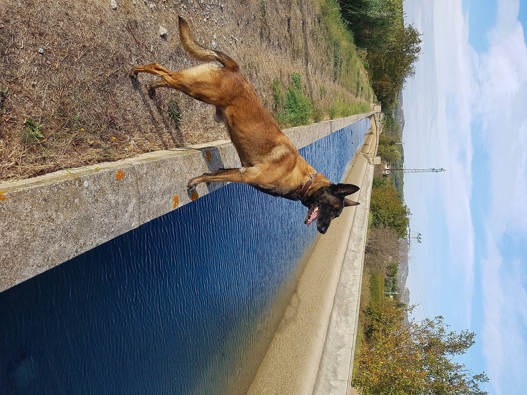 Dios Le Malinois