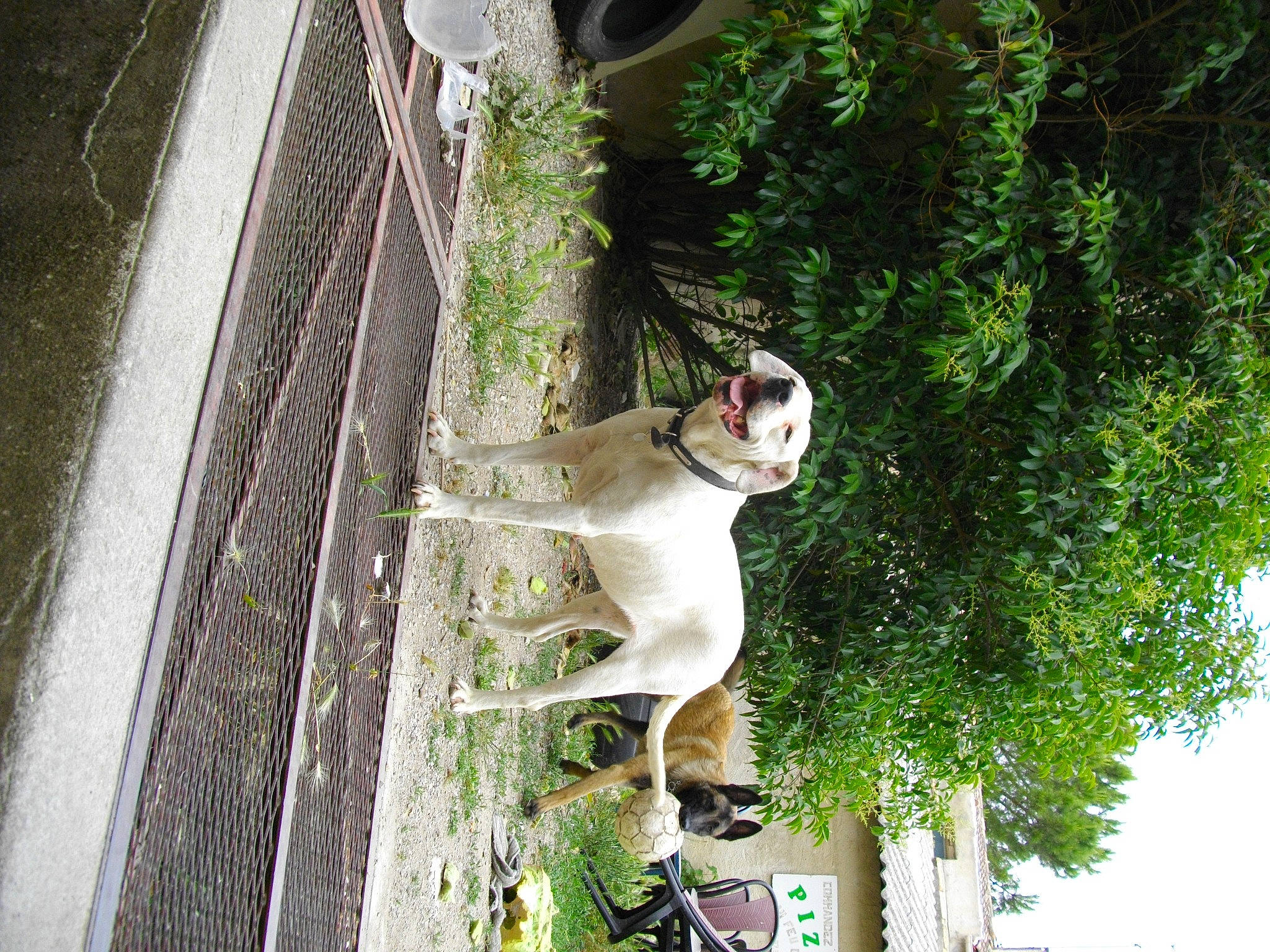 Unès participe au concours pour gagner de l'argent avec cette photo : canidae, carnivore, collar, companion_dog, dog, dog_breed, fawn, flowerpot, grass, handrail, leisure, pet_supply, plant, porch, sidewalk, sporting_group, stairs, tail, tree, working_animal