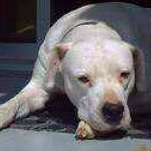 Unès participe au concours pour gagner de l'argent avec cette photo : canidae, carnivore, companion_dog, dog, dog_breed, fawn, non_sporting_group, sporting_group, terrestrial_animal