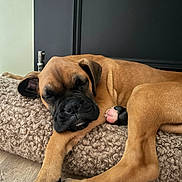 Baïko a rejoint le concours — aidez-le/la à gagner de superbes lots ! dog, puppy, boxer, sleeping, resting, indoor, cushion, carpet, floor, brown_fur, black_muzzle, floppy_ears, paws, pink_paw_pads, curled_up, relaxed, portrait, pet, home, cute