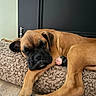 dog, puppy, boxer, sleeping, resting, indoor, cushion, carpet, floor, brown_fur, black_muzzle, floppy_ears, paws, pink_paw_pads, curled_up, relaxed, portrait, pet, home, cute