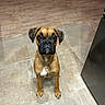 Baïko participe au concours pour gagner de l'argent avec cette photo : dog, boxer, pet, animal, sitting, portrait, indoors, kitchen, floor, tile, wood_floor, brown_coat, black_muzzle, floppy_ears, white_chest, front_view, looking_at_camera, serious_expression, domestic_animal, photography