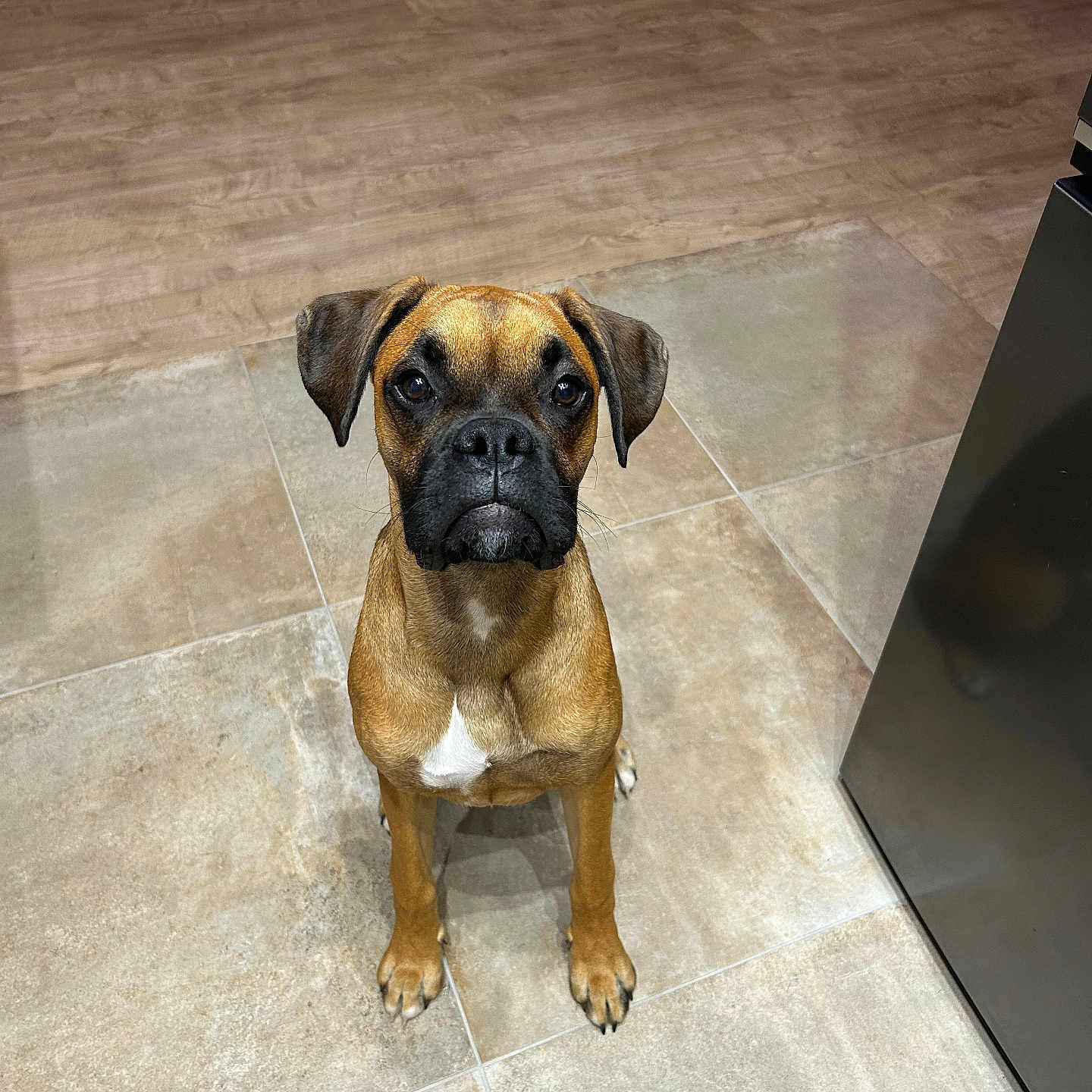 Baïko participe au concours pour gagner de l'argent avec cette photo : dog, boxer, pet, animal, sitting, portrait, indoors, kitchen, floor, tile, wood_floor, brown_coat, black_muzzle, floppy_ears, white_chest, front_view, looking_at_camera, serious_expression, domestic_animal, photography