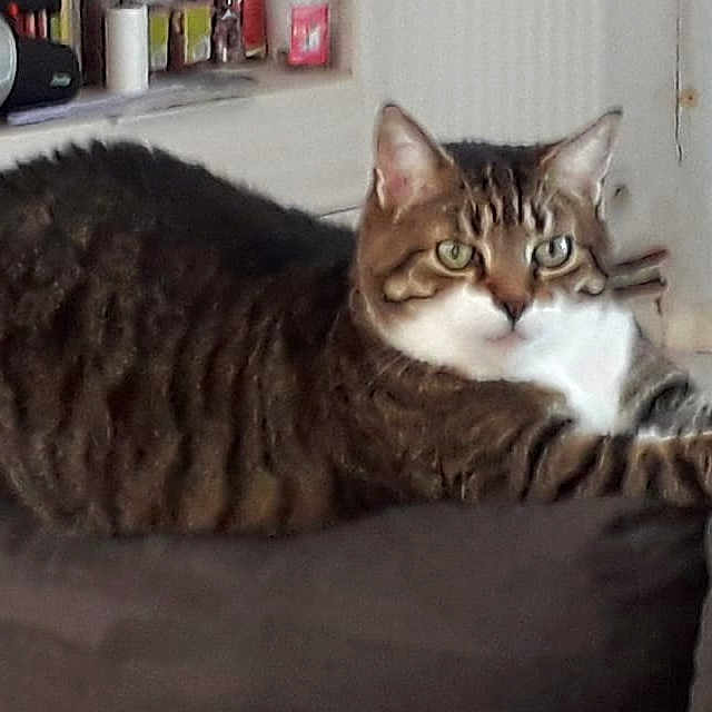 Patoune