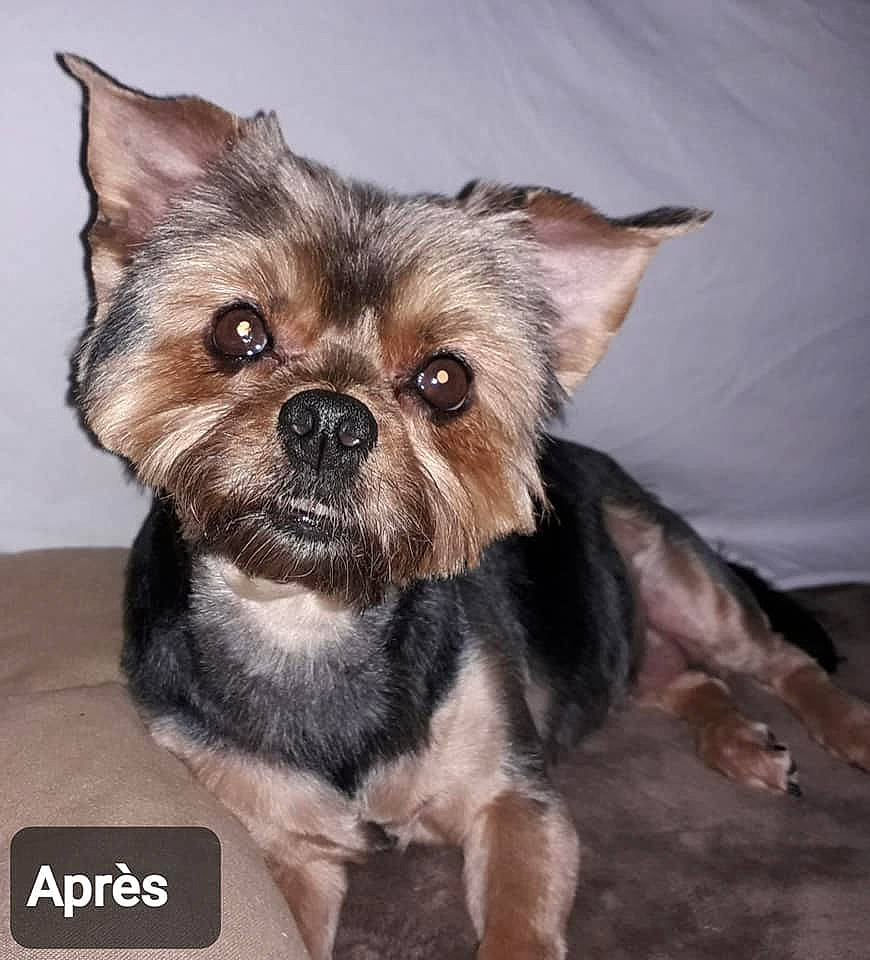 Shana a rejoint le concours — aidez-le/la à gagner de superbes lots ! canidae, carnivore, companion_dog, dog, dog_breed, dog_supply, ear, fawn, fur, liver, non_sporting_group, puppy, sporting_group, terrestrial_animal, toy_dog, whiskers, working_animal, yorkipoo