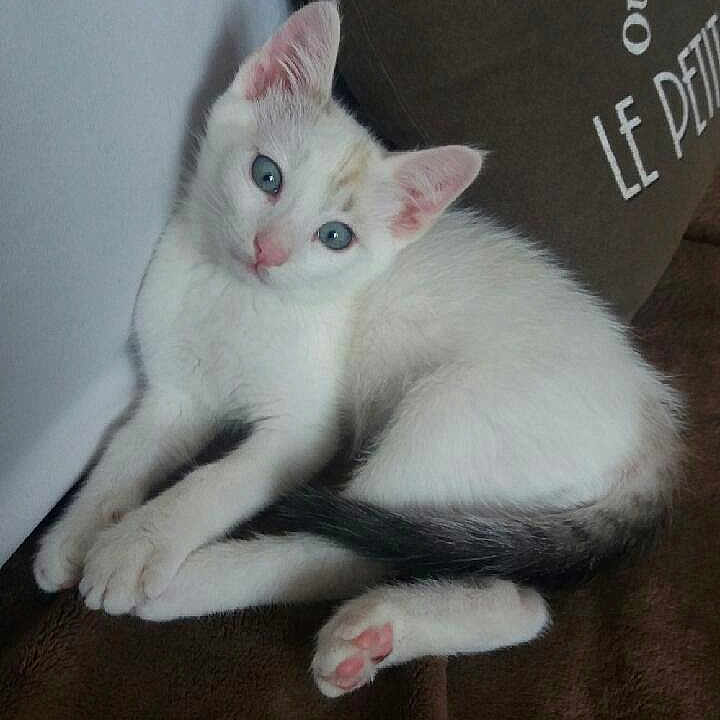 Ramses