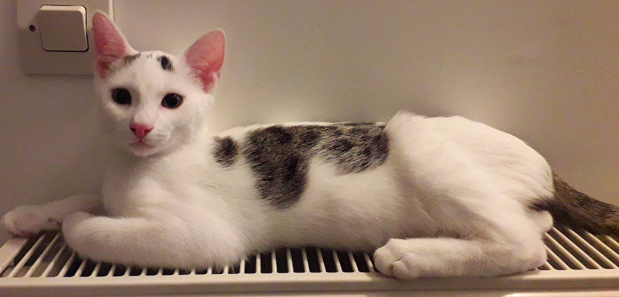 Raven participe au concours pour gagner de l'argent avec cette photo : carnivore, cat, cat_supply, claw, comfort, domestic_short_haired_cat, eye, eyelash, felidae, foot, fur, iris, paw, pet_supply, small_to_medium_sized_cats, snout, tail, terrestrial_animal, whiskers