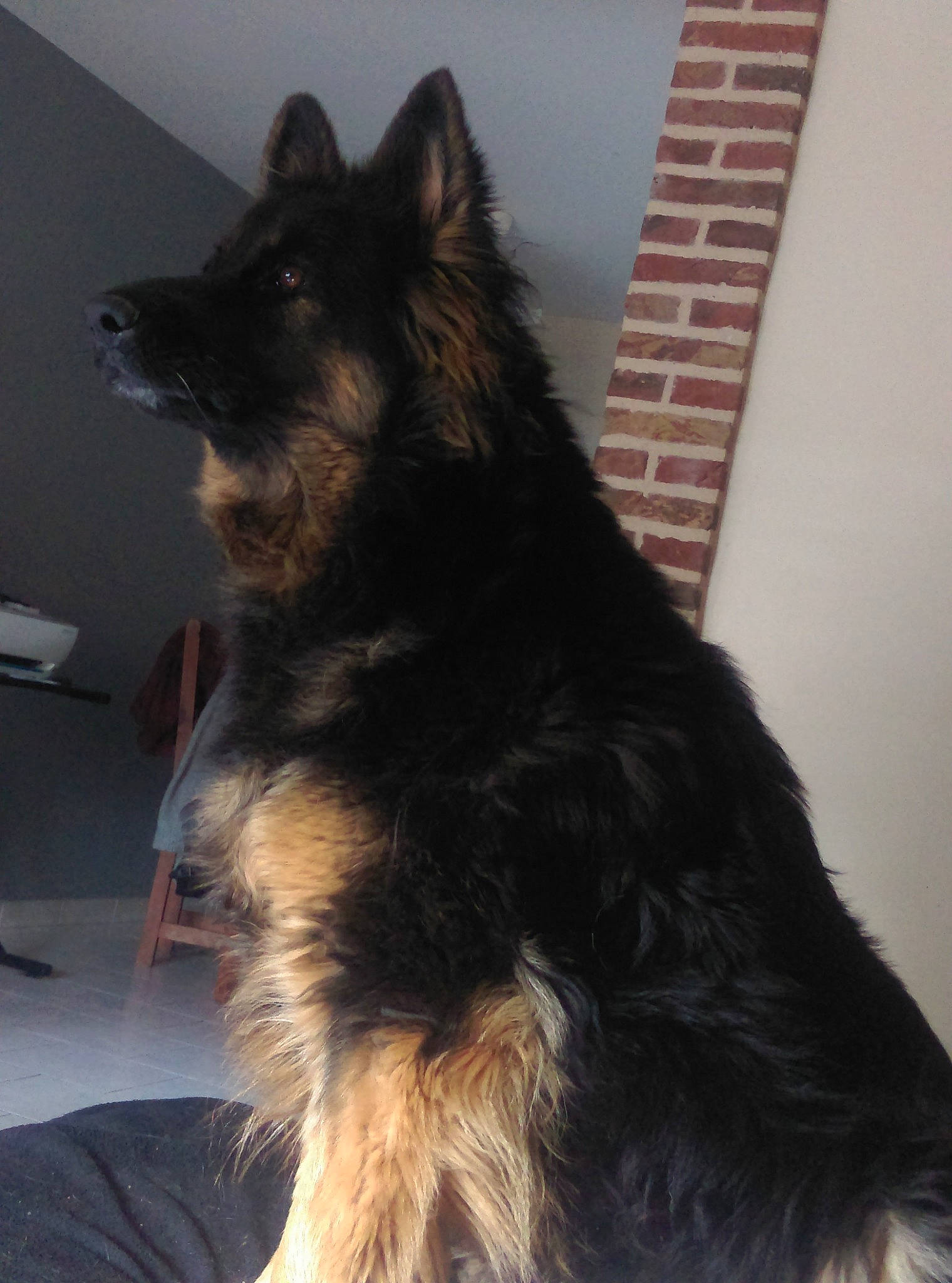 Hisis a rejoint le concours — aidez-le/la à gagner de superbes lots ! australian_silky_terrier, australian_terrier, bohemian_shepherd, canidae, carnivore, companion_dog, dog, dog_breed, ear, german_shepherd_dog, king_shepherd, mammal, old_german_shepherd_dog, rare_breed_dog, snout, tervuren, vertebrate