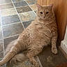 alert, animal, belly_up, cat, cute, doorway, fluffy, furry, home, indoors, long_hair, lounging, orange_cat, pet, portrait, relaxed, sitting, sprawled, tile_floor, wooden_door