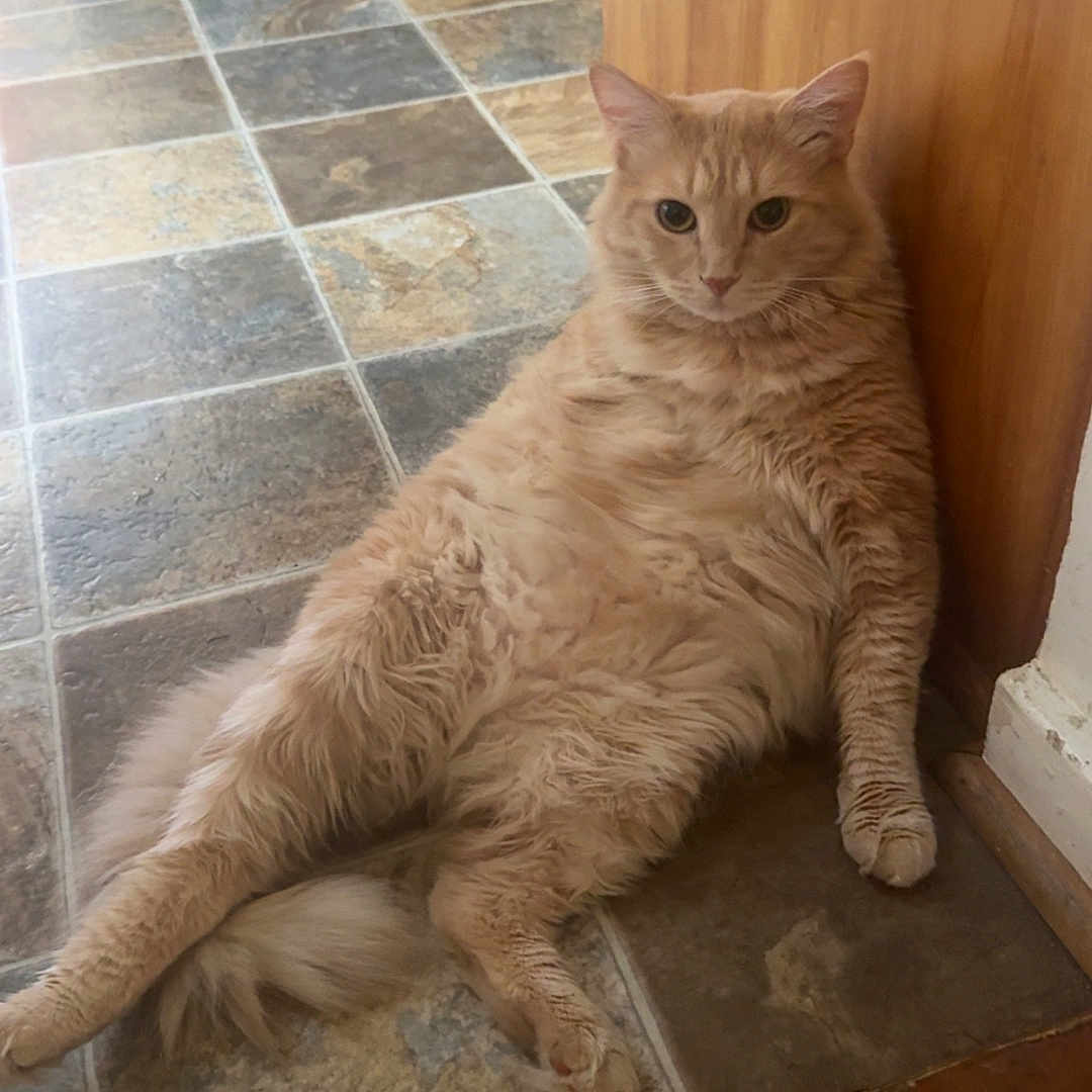 Garfield