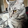 alert, animal, bed, blanket, cat, close_up, ears, feline, fur, golden_eye, gray, indoor, pet, photography, portrait, silver_coat, sitting, striped, tabby, whiskers