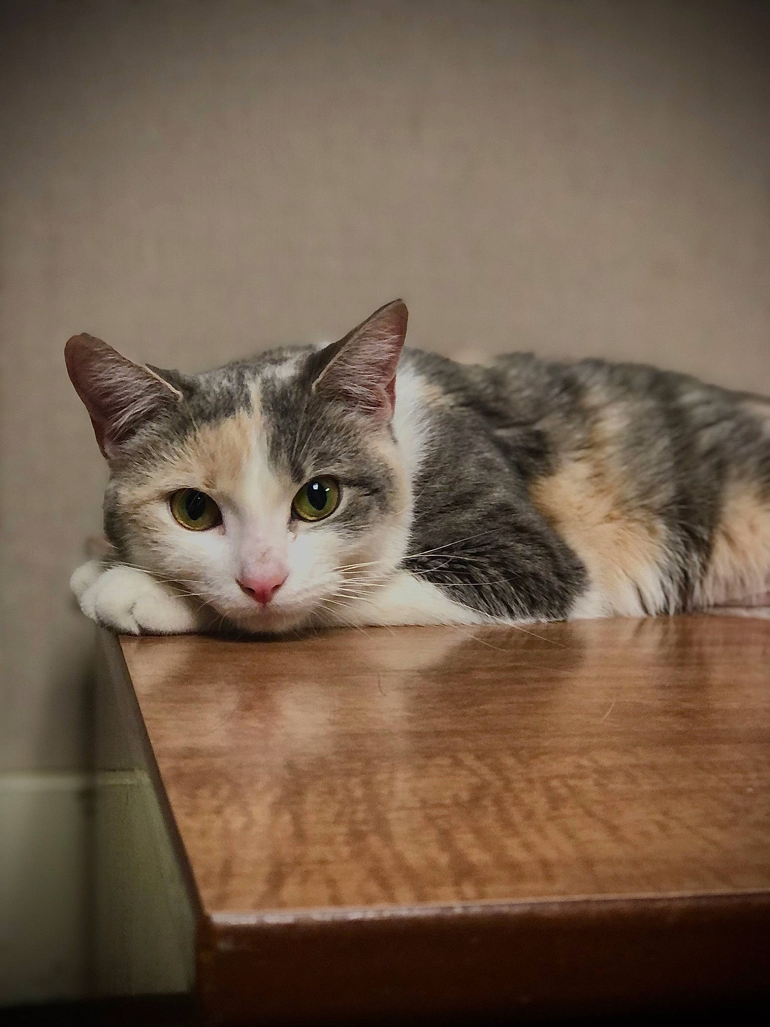 Lucy is registered to the contest to win money with this photo: box, carnivore, cat, comfort, domestic_short_haired_cat, felidae, fur, hardwood, paw, room, small_to_medium_sized_cats, snout, table, tail, whiskers, wood