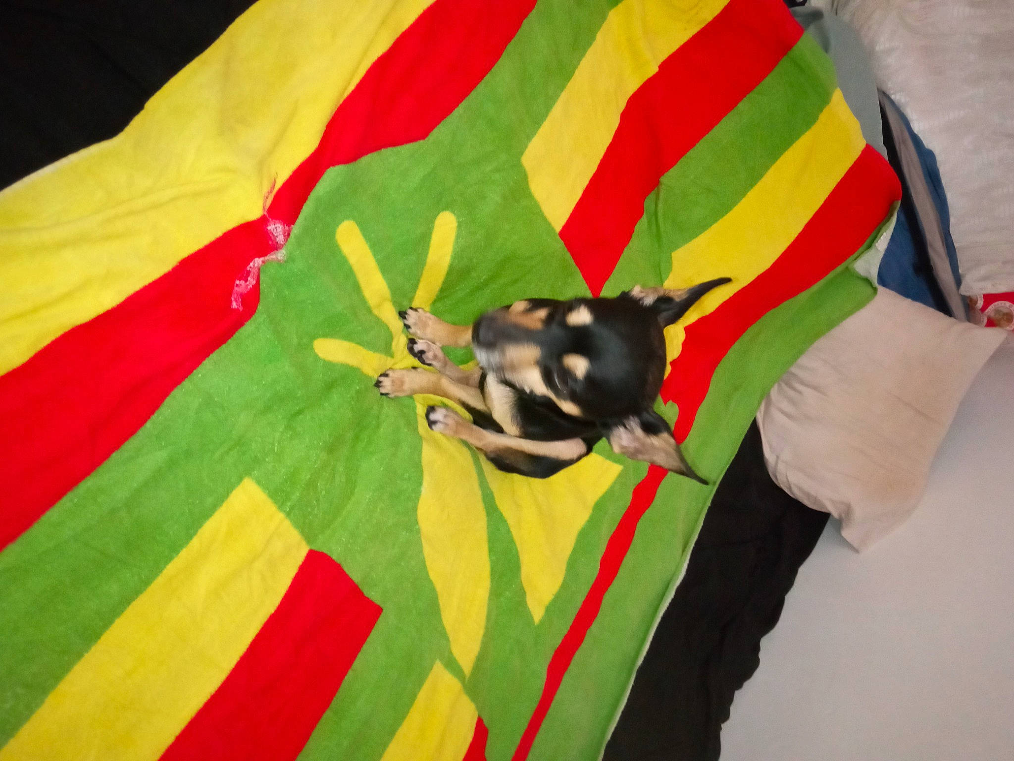 Sojah joined the competition — help win amazing prizes! carnivore, creative_arts, dog, dog_breed, grass, linens, pattern, tail