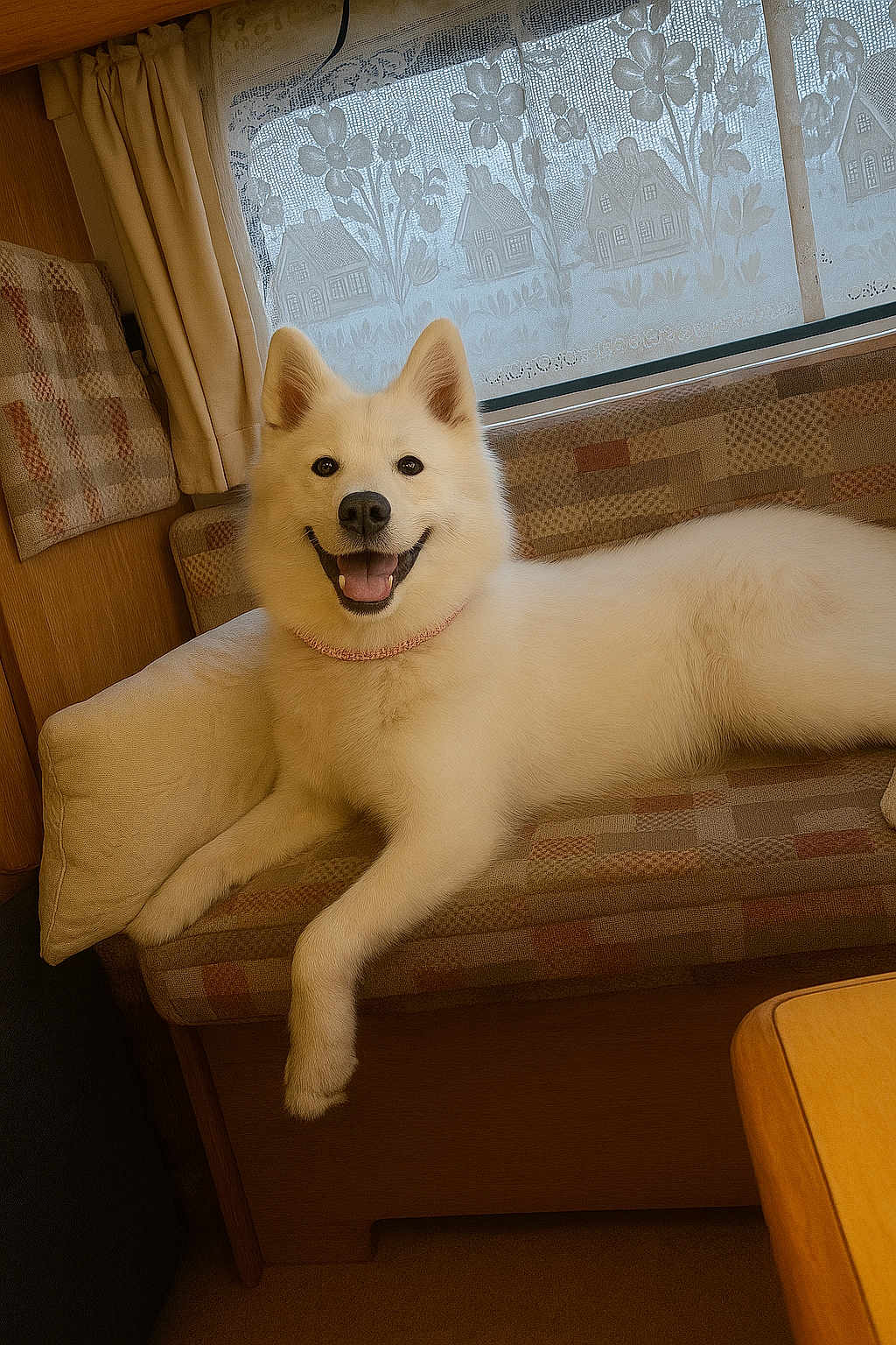 Nala participe au concours pour gagner de l'argent avec cette photo : dog, white_dog, smiling, couch, indoors, window, curtains, lace, patterned_fabric, cozy, pet, canine, happy, fur, animal, relaxed, home, furniture, table, light