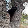 Staney is registered to the contest to win money with this photo: alert, animal, bark, black_cat, branch, cat_eyes, climbing, curious, daylight, feline, forest, greenery, mammal, nature, outdoor, pet, texture, tree, wildlife, wood