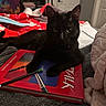 Staney is registered to the contest to win money with this photo: animal, artbook, bed, black_cat, blanket, book, cat, cozy, fur, furniture, indoor, paw, pencil, pet, relaxed, resting, room, soft_lighting, study, tapestry