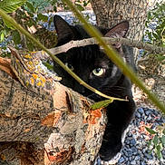 Staney joined the competition — help win amazing prizes! animal, bark, black_cat, branches, camouflage, cat_eyes, climbing, closeup, fur, greenery, leaves, mammal, nature, outdoor, pet, playful, shadow, sunlight, tree, wildlife