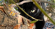 Staney joined the competition — help win amazing prizes! animal, bark, black_cat, branches, camouflage, cat, closeup, curious, eye, feline, forest, greenery, leaves, mammal, nature, outdoor, paw, sunlight, tree, wildlife
