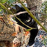 animal, bark, black_cat, branches, camouflage, cat, closeup, curious, eye, feline, forest, greenery, leaves, mammal, nature, outdoor, paw, sunlight, tree, wildlife