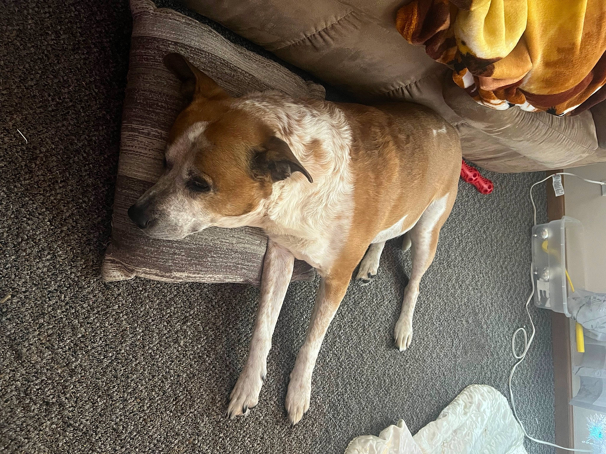 Blaze joined the competition — help win amazing prizes! canidae, carnivore, collar, comfort, companion_dog, corgi_chihuahua, dog, dog_breed, dog_collar, dog_supply, fawn, flooring, non_sporting_group, pet_supply, snout, sporting_group, tail, toy_dog, whiskers, working_animal