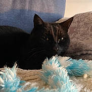 Aemon participe au concours pour gagner de l'argent avec cette photo : cat, black_cat, pet, feline, animal, indoor, blanket, cozy, fur, whiskers, relaxed, resting, soft_texture, blue, white, fabric, closeup, cute, sleepy, domestic_cat