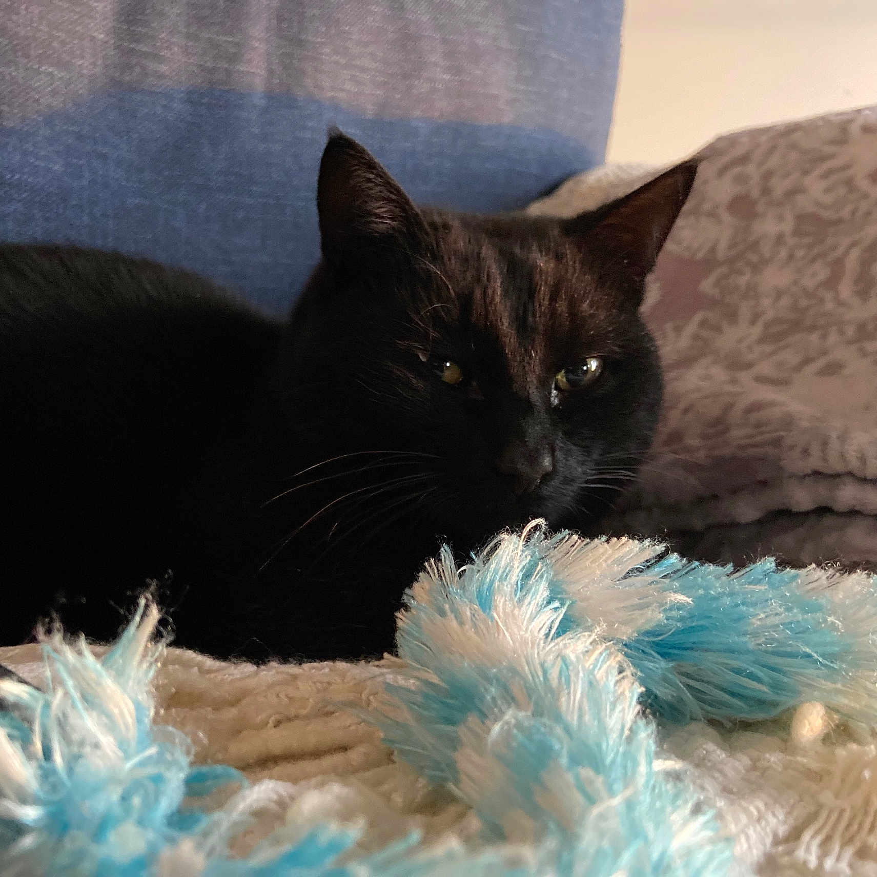 Aemon participe au concours pour gagner de l'argent avec cette photo : cat, black_cat, pet, feline, animal, indoor, blanket, cozy, fur, whiskers, relaxed, resting, soft_texture, blue, white, fabric, closeup, cute, sleepy, domestic_cat