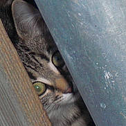 Boule participe au concours pour gagner de l'argent avec cette photo :