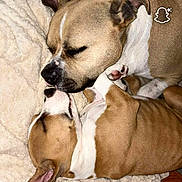 Roy a rejoint le concours — aidez-le/la à gagner de superbes lots ! dog, puppy, snuggling, sleeping, blanket, brown, white, closeup, pet, canine, cozy, soft, fur, ears, nose, paw, resting, indoor, cute, animal