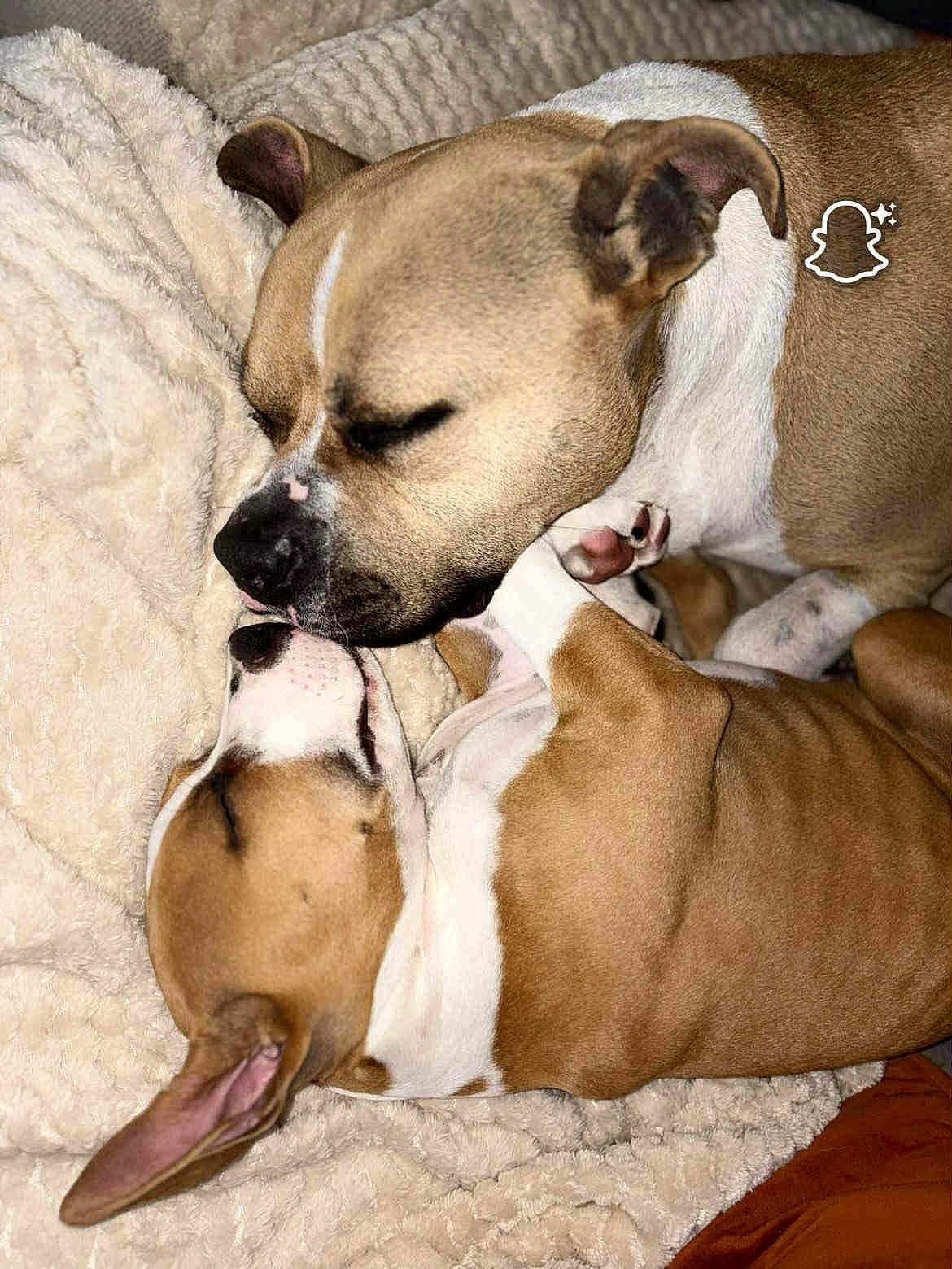 Roy a rejoint le concours — aidez-le/la à gagner de superbes lots ! dog, puppy, snuggling, sleeping, blanket, brown, white, closeup, pet, canine, cozy, soft, fur, ears, nose, paw, resting, indoor, cute, animal