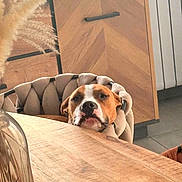 Alpha participe au concours pour gagner de l'argent avec cette photo : dog, table, chair, wooden_furniture, cushion, pet, indoor, brown, white, curious, face, resting, cozy, living_room, decor, wood, calm, domestic, canine, portrait