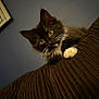 Basil joined the competition — help win amazing prizes! kitten, cat, black_and_white, whiskers, curious, indoor, couch, brown, textured, furniture, pet, animal, close_up, looking, young_cat, fluffy, paw, home, domestic_cat, cozy