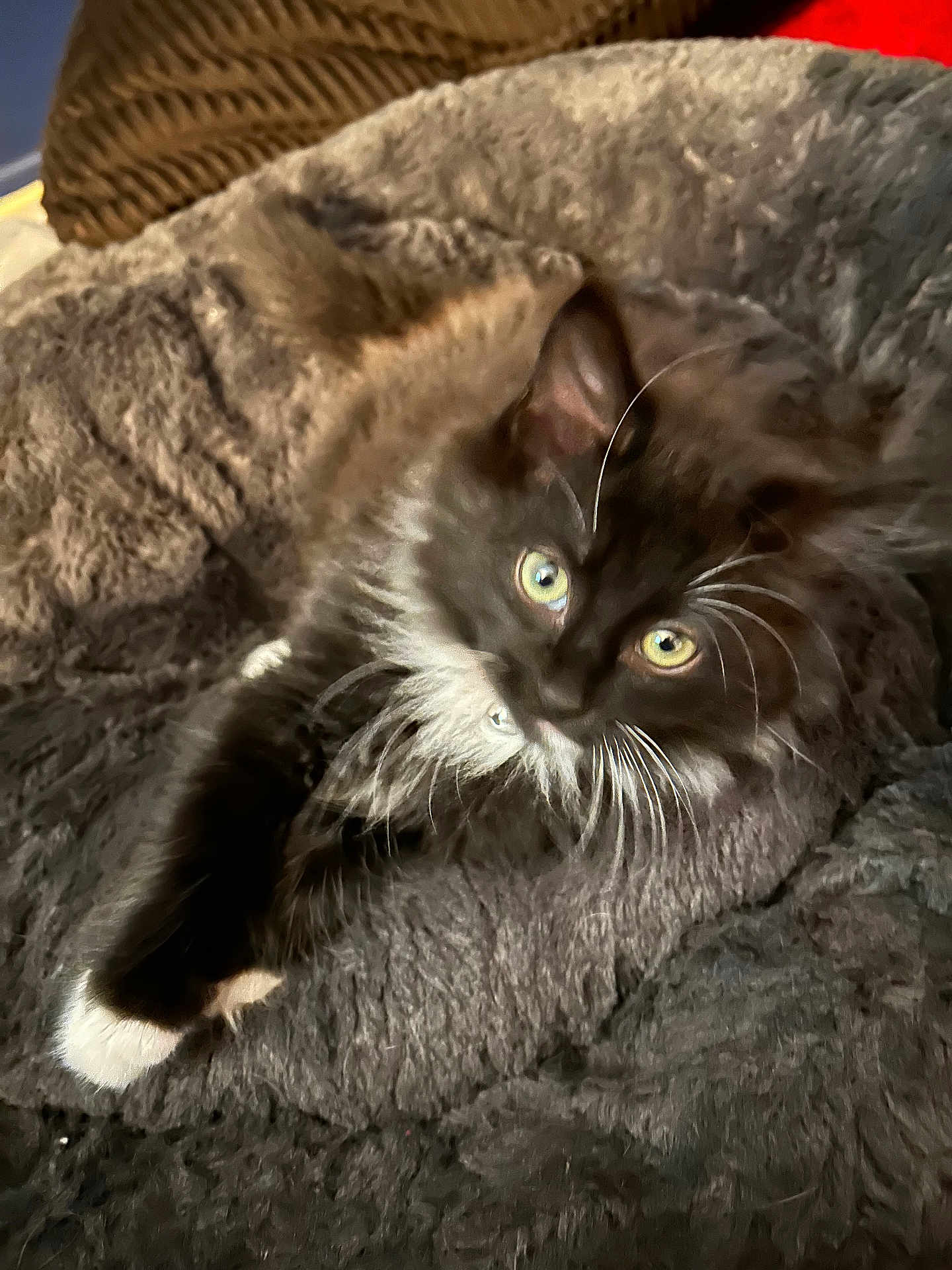 Basil is registered to the contest to win money with this photo: kitten, cat, black_and_white, fluffy, pet, animal, blanket, cozy, fur, whiskers, paw, indoor, cute, relaxing, soft, sleepy, domestic_cat, young, feline, resting